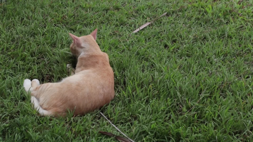 Cat playing with itself on a grass patch