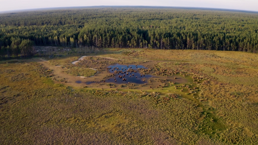 Marshland in the national park of Lithuania. In the middle of huge waterlogged area there is a small lake with beautiful bushes in dark water.
Footage taken on 2019.09.07. 