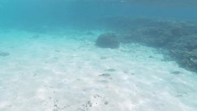 Underwater HD footage with tropical fish swimming on a sandy ocean bed with coral reefs in the clear waters at Isle Signal, New Caledonia, South Pacific.