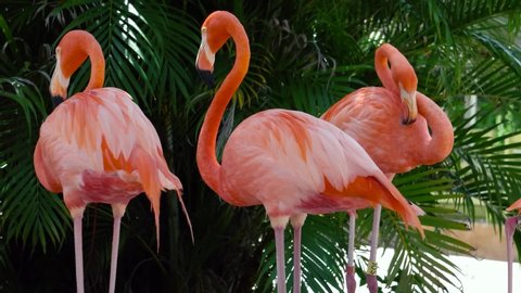 Close-up Group of Pink Flamingos