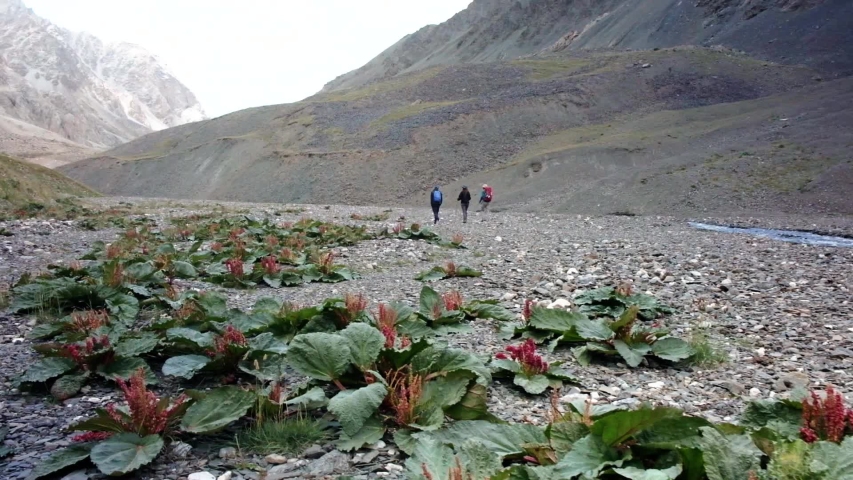 Hiking in the beautiful Alay-Mountains in the Osh region of Kyrgyzstan. Central Asia is home to the largest mountains in the world, with amazing valleys, endless viewpoints and breathtaking scenery