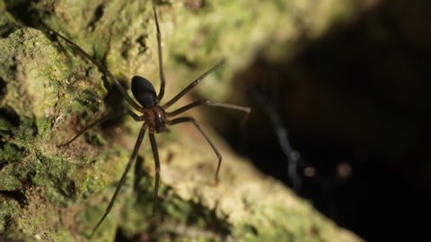 Recluse spider (Loxosceles) also known as brown spider (aranha marrom),violin spider on rocky surfacees out