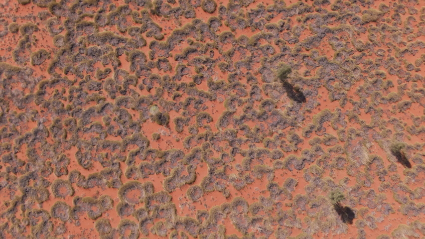 Aerial: Spinifex grass viewed from above in the sandy desert regions at the red centre of Australia