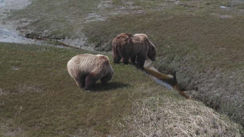 Alaskan Coastal Grizzly Brown Bears jump across small creek and eat grass in marshy environment. Aerial Drone