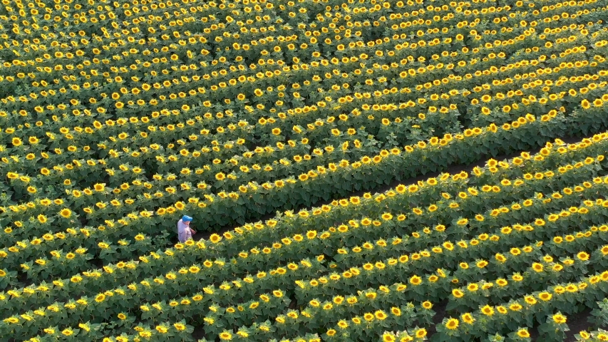 Man in trucker hat walking across sunflowers field. Aerial view sunflowers field
