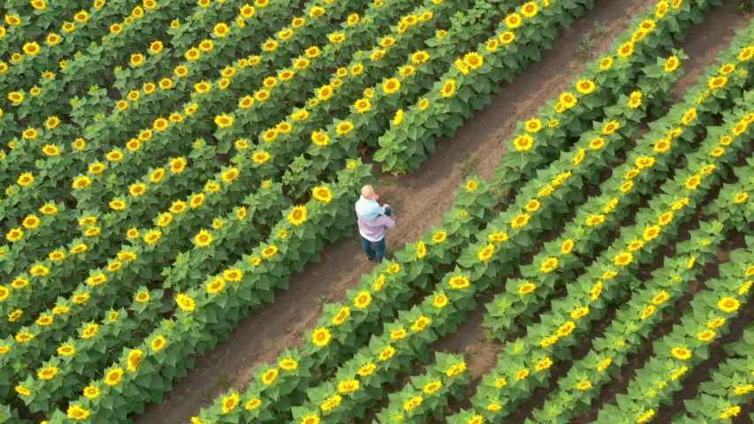 Man with kid on his shoulder in sunflower field
