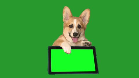 welsh corgi and electronic tablet on a green screen