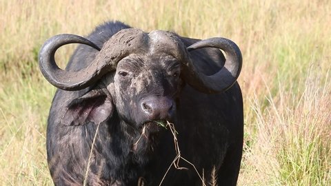 Buffalo in the savannah. Close-up. Africa. Kenya; Tanzania. Masai Mara National Park. Serengeti.