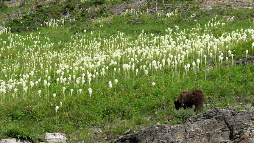 Wild Grizzly Bear Burrowing For Nourishment In An Open Lush Field In Montana USA