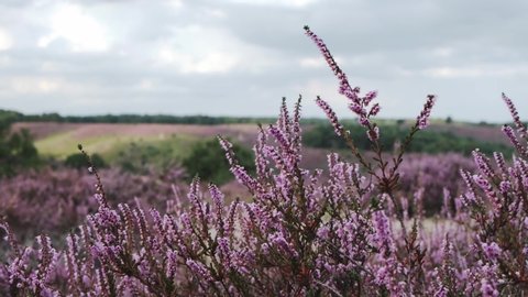 Blooming Heather hills of the Posbank Veluwezoom Netherlands, blooming pink purple flowers in the Netherlands 