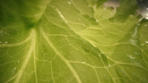 Closeup Fresh organic green leaves lettuce salad plant in hydroponics vegetables farm system.