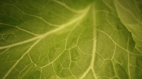 Closeup Fresh organic green leaves lettuce salad plant in hydroponics vegetables farm system.