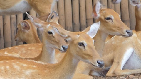 Crowd of Spotted Deer (Axis axis) are sitting in nature.
