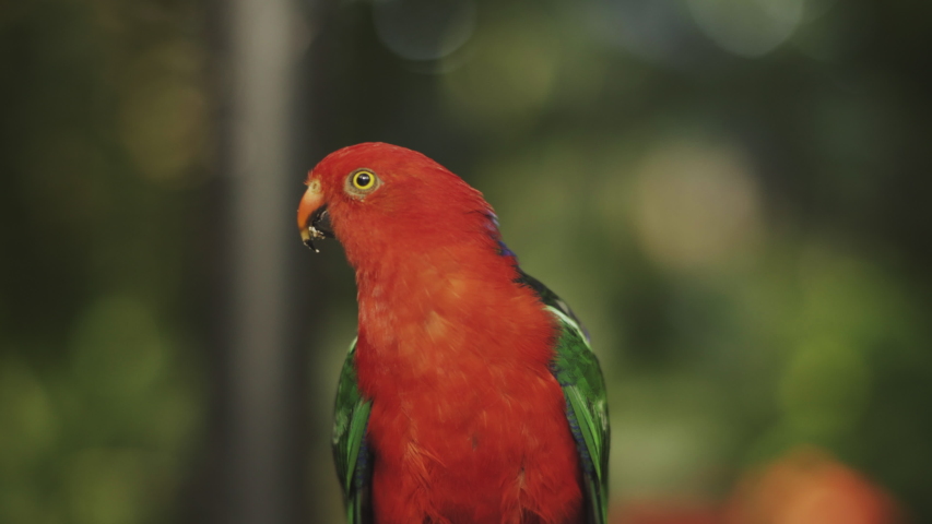 Close up of a small red parrot with yellow eyes looking into the camera, Green blurry background