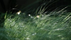 Natural meadow grass slowly swayed by wind blow. The beautiful green swaying grass field is relaxing & romantic. It waving along wind breeze. Slow motion & copy space. Green environment concept. - Powered by Shutterstock - Get 15% off with code: PIKWIZARD15