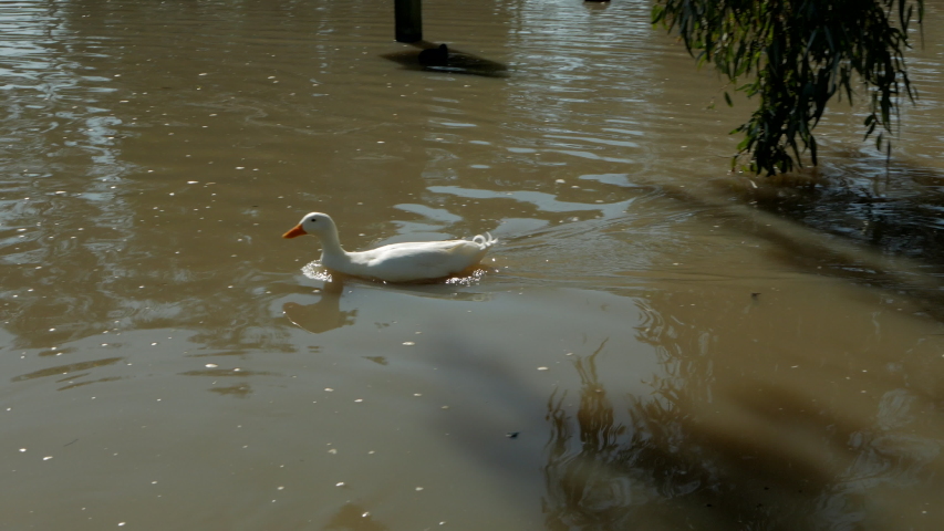 White Duck Swimming Across A Pond Rapidly On A Sunny Morning