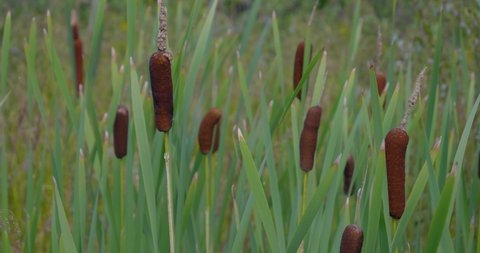 Amos, Quebec/Canada 08-24-2019: Typha latifolia, Common Bulrush, Broadleaf Cattail are wild and invasive plants in Quebec.