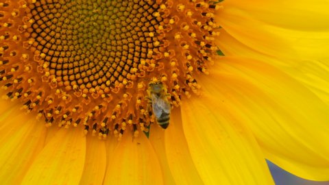 Macro close up of bee working and gathering pollen from sunflower in field. Summer field of the sunflowers