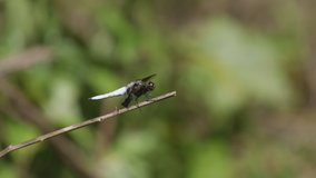 Dragonfly with white tail and body, resting on a small twig. 25 sec/ 24 fps. 40% speed. Clip 1.
