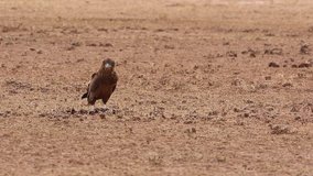 A juvenile bateleur eagle feeds on a dry piece of meat in the Auob river bed in the Kgalagadi in summer