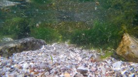 extremely shallow water of breaking wave zone, green algae grow on stones, summer rich biodiversity in low salinity saltwater biotope of the black sea, Odesa