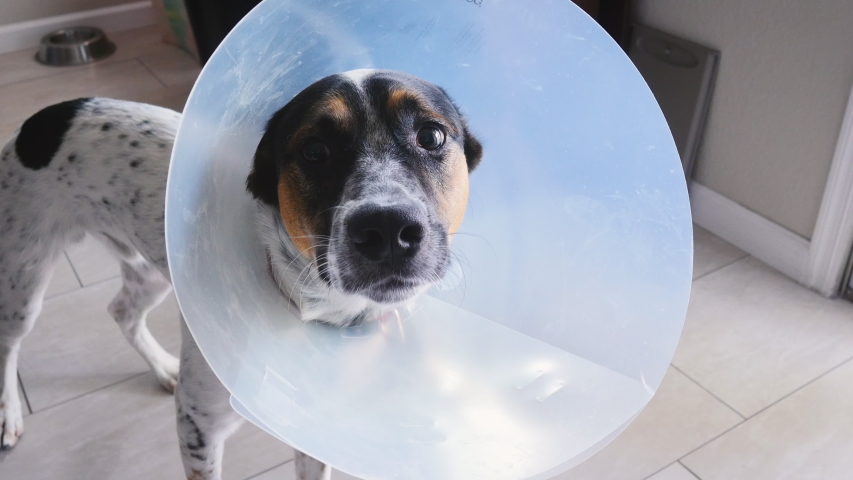 Sacred Puppy Wearing A Cone Stock Footage Video 100 Royalty Free 1036921211 Shutterstock