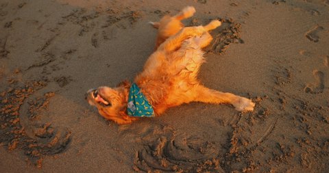 Golden retriever labrador have fun. Wallowing at beach in sand at sunset. Love friendship of human and animal pets. Dog rolling in sand and getting dirty at golden sunrise. Animal play with human.