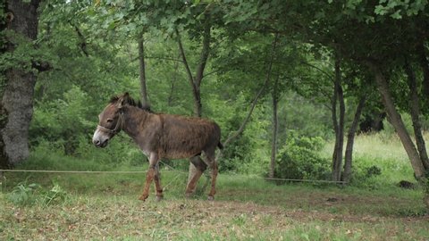 Grey donkey tied to rope in forest opens mouth and makes sounds, wiggles tail and ears. Slow motion shot.