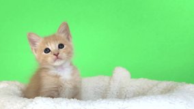 4K HD video of one adorable Orange buff kitten on sheepskin bed watching viewer looking back and forth at items flying in the air.

