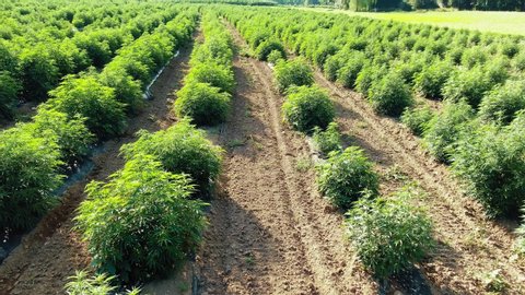 Slow aerial turn above legal medical marijuana industrial hemp plants in Lancaster Pennsylvania on a sunny summer afternoon