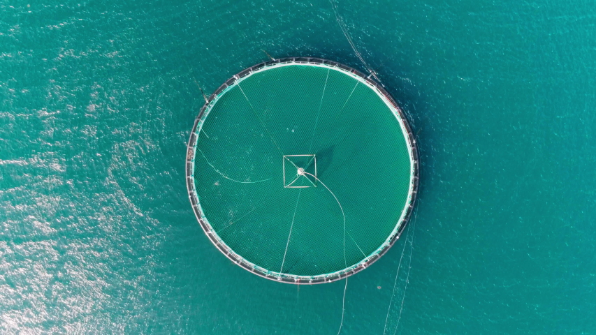 4K slow motion drone video with bird's-eye view, up pitch and rotating motion of Norwegian salmon farm with fish swimming and jumping in the turquoise ocean in Lofoten Vesterålen in northern Norway. Royalty-Free Stock Footage #1036929965