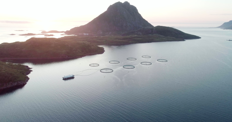 4K drone sunset shot with backward reveal motion of a Norwegian salmon farm floating in the blue and dark ocean in Lofoten Vesteralen in bright midnight sun in Norway. Royalty-Free Stock Footage #1036932548