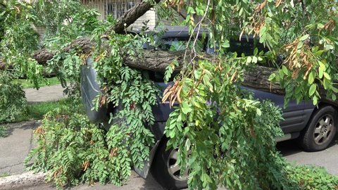Kiev, Ukraine - 8th of August 2019: 4K Panning unlucky car damaged under a fallen tree
