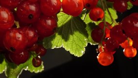 Red Currant hanging on a bush in the garden.Red currant ripening on the branch.