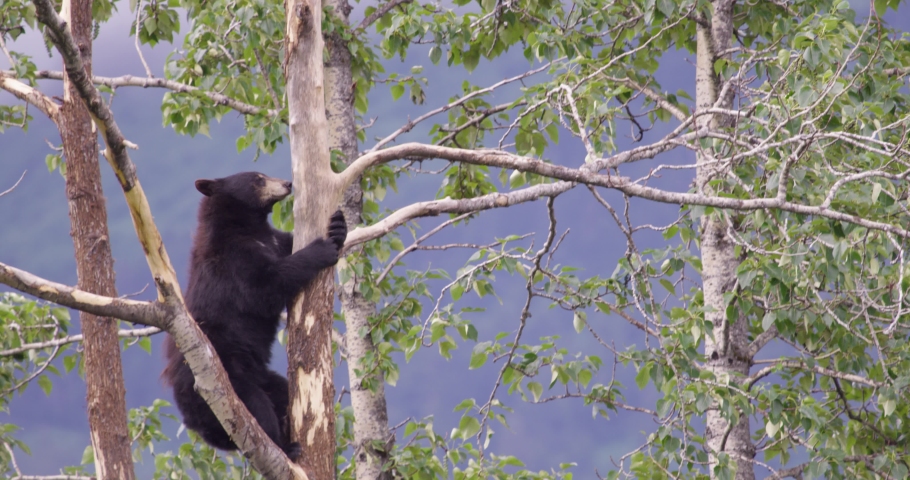 Large Alaskan Black Bear Climbs down tree. 4K shot on RED.