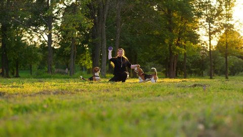 Woman throw toy towards camera, two dogs rush to catch ball. Happy beagles enjoy playing fetch game with owner girl. Green field at park, summer evening time