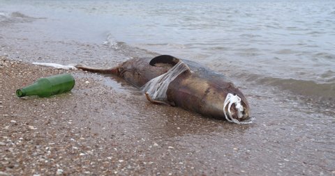 Dead young dolphin on the sea shore. Earth wildlife, environmental pollution, ecological catastrophe. Dead animal.