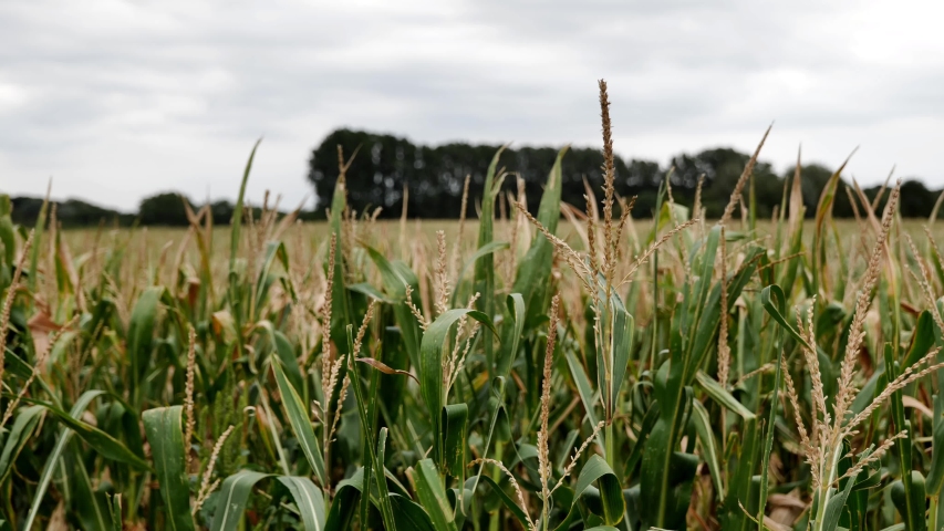 Corn field on windy day and background  of cloudy and gloomy sky on countryside area in Europe. 
