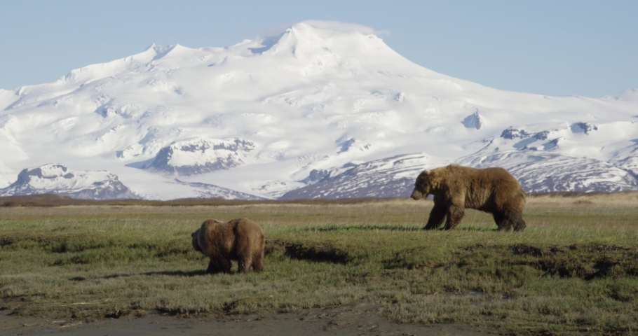 Kodiak Brown Bear - Free Stock Photo by Pixabay on Stockvault.net