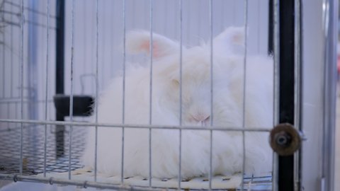 Fluffy white Angora rabbit resting in the cage at agricultural animal exhibition, pet trade show, market - close up view. Farming, agriculture industry, livestock and animal husbandry concept