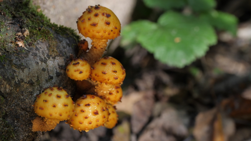 Group of yellow mushrooms growing on a tree trunk in the autumn forest.