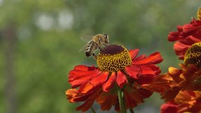 Bee collecting nectar from a red flower on a blury green backround. Vibrant close-up footage.