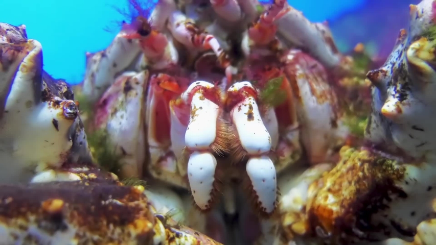 American lobster (Homarus americanus) is species of lobster found on the Atlantic coast of North America. It is also known as Atlantic, Canadian, true, northern, Canadian Reds, or Maine lobster.