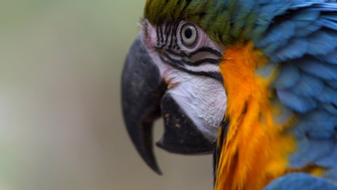 Blue and Yellow Macaw (Ara ararauna) Closeup in Iguazu Falls, Brasil - Argentina - 3 Scene Clip Pack Collection