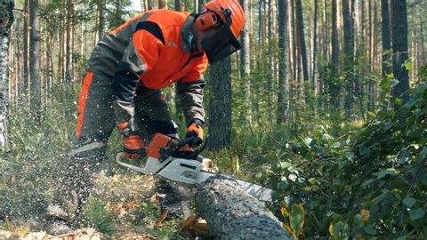 Lumberjack chops trees with chainsaw.