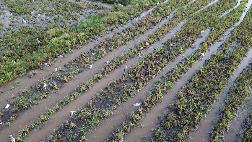 Fly over the habitat of Asian openbill at Bukit Mertajam, Penang, Malaysia.