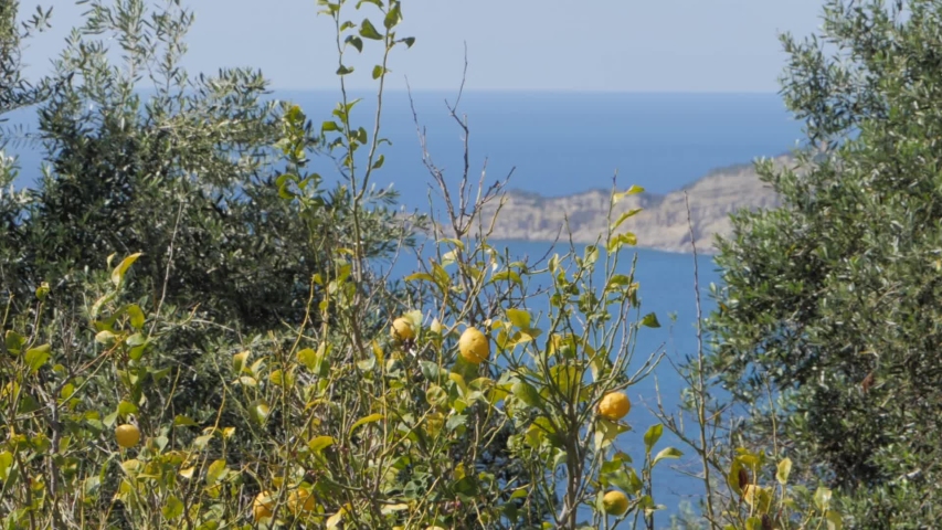 Mediterranean Landscape behind Lemon Tree and Yellow Butterfly, flying around.