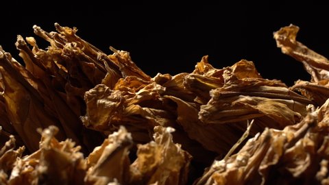 Manufacture of tobacco. Drying tobacco. Classical way of drying tobacco leaves. Hanging to dry, black background. Dolly shot, sliding camera move and selective focus. Tobacco close up, 4k footage. 
