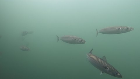 Mackerel swimming in school in deep water