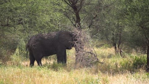 Elephant Relaxing in Shade of Tree in Savanna of Tanzania National Park. Animal in Natural Environment
